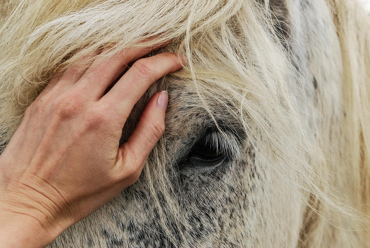 Hand on Horse